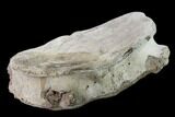Fossil Whale Cervical Vertebra - Yorktown Formation #137602-2